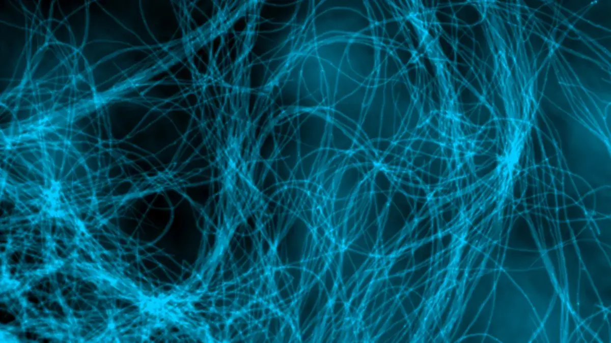 Fungal hyphae growing the on the surface of a contact lens.