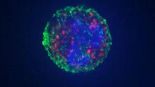 Sphere which is green, showing cell contents inside (red and blue)