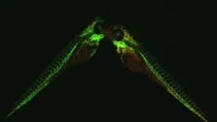 Fluorescent zebrafish kissing