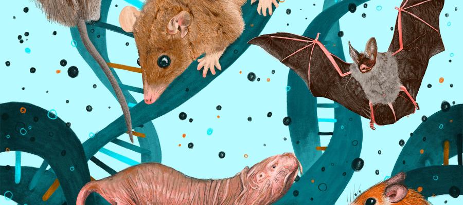 Illustration of Unusual Animal Models e.g. spiny mouse and bat