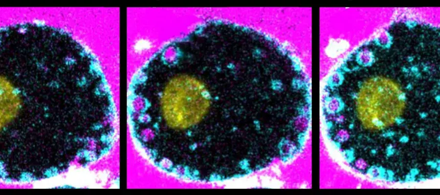 Macrophage precursor cells over time undergoing cell drinking, observable by the internalisation of pink fluid from outside the cell into small pink circular ‘bubbles’ and highlighted in the magnified image.