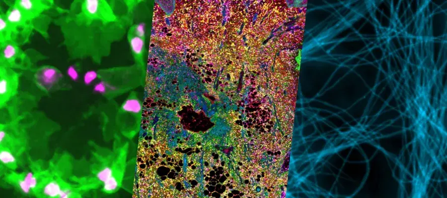 An image with 3 separate research images side by side