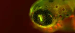 Close up of zebrafish eye