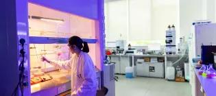 Scientist ina lab coat pipetting under a fume hood with purple fluorescence