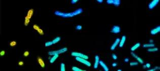 bacterial species fluorescing yellow, teal and indigo