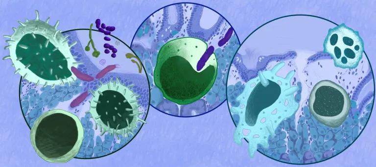 3 circles showing 1. invasion of pathogens, 2, cell engulfing bacteria, 3. tear in tissue with cells surrounding it