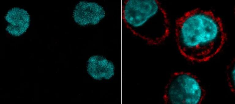 Cells highlighted in blue, some cells have a red halo around them, showing protein has been bound