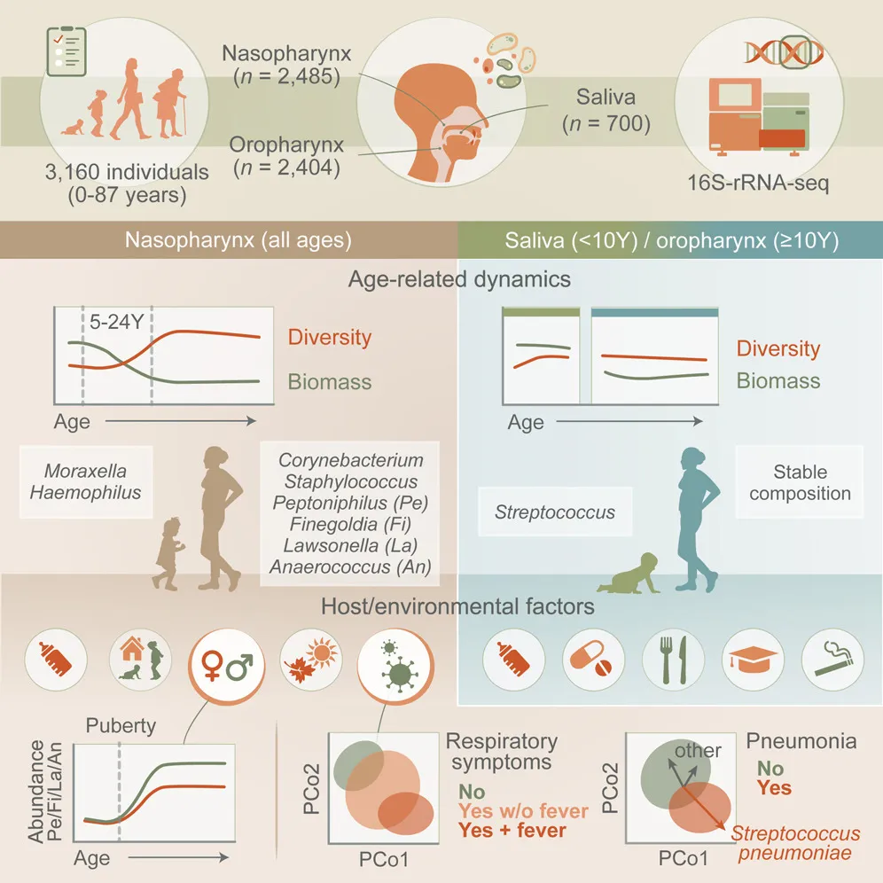 A graphical abstract of the paper, showing results of the nose and saliva microbiome