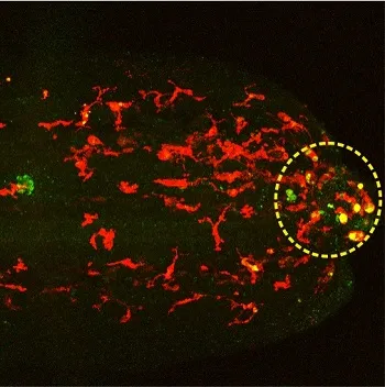 Microscopy images of living zebrafish show that the drug is preferentially released in cells found at the injury sites.
