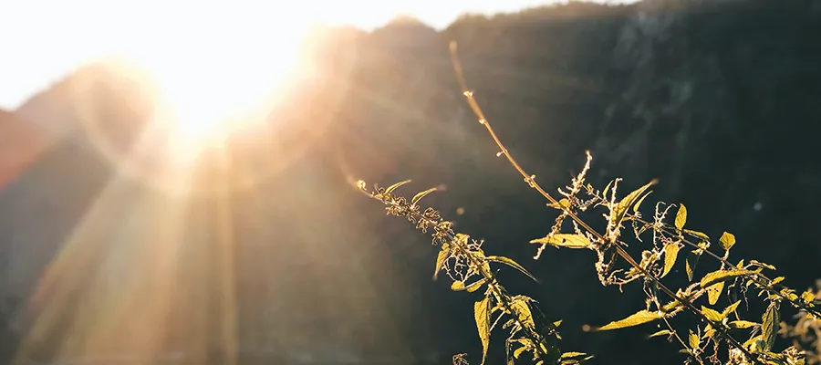 Image of sun flare with plants in foreground.