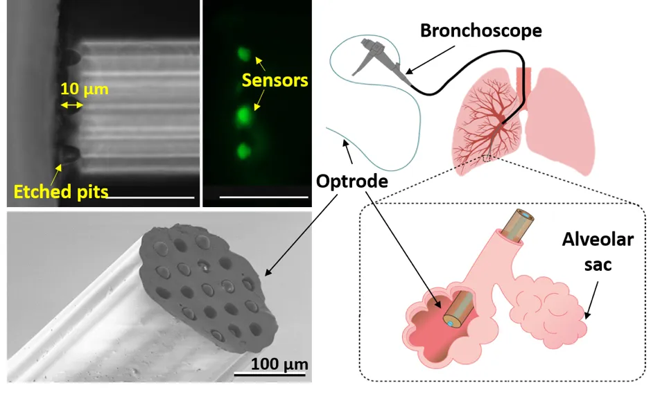 The size of the sensor allows measurement in the alveolar sacs of the lungs, where gas exchange occurs