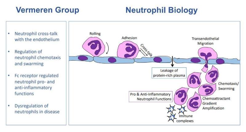 Vermeren Group Diagrame of Nuetrophil Biology. 