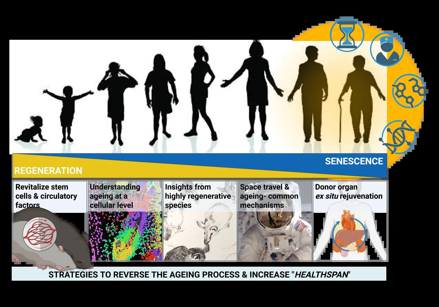 Sofia Ferreira graphical abstract, showing she works on regeneration and senescence, with outlines of a girl into womanhood