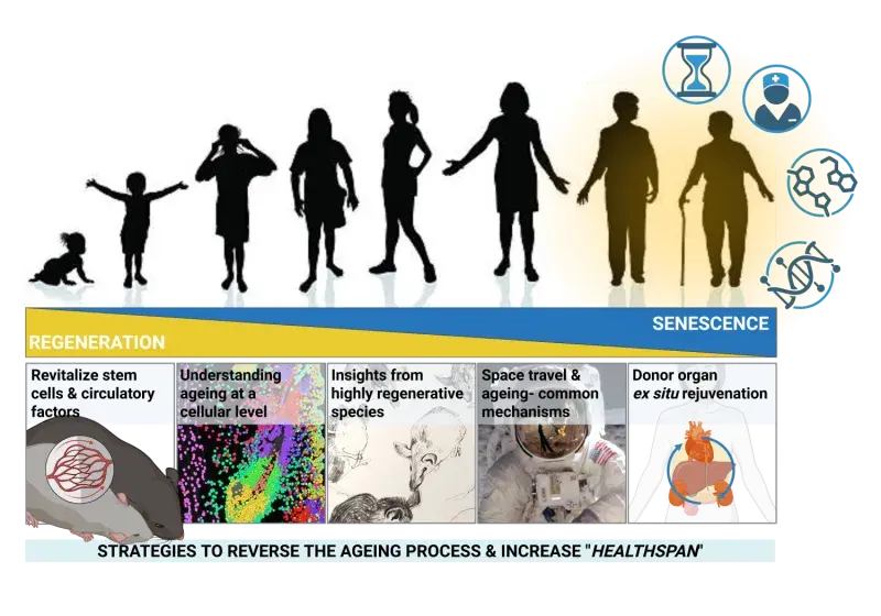 Sofia Ferreira graphical abstract, showing she works on regeneration and senescence, with outlines of a girl into womanhood