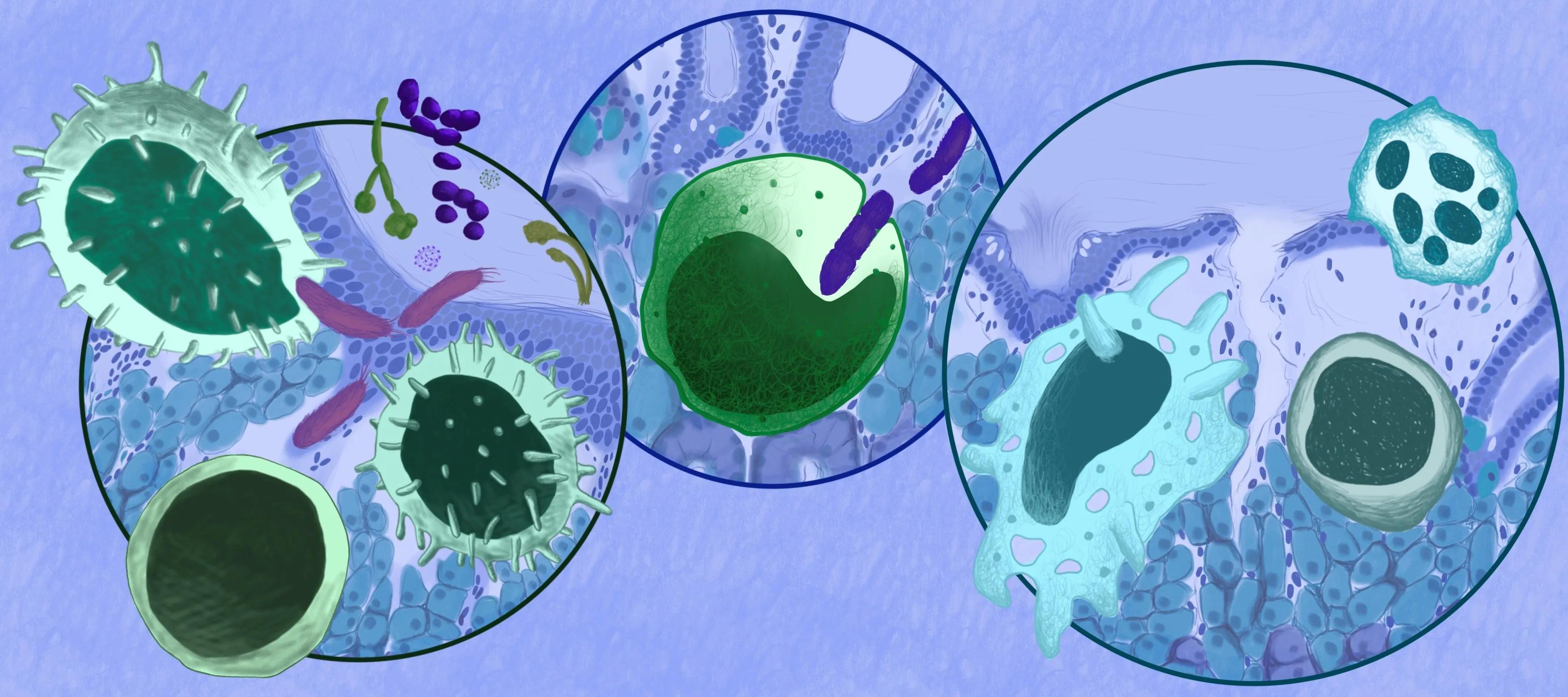 3 circles showing 1. invasion of pathogens, 2, cell engulfing bacteria, 3. tear in tissue with cells surrounding it