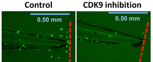 Microscopy of wounded zebrafish tailfins, with and without a protein called CDK9, showing altered influx of neutrophils, labelle