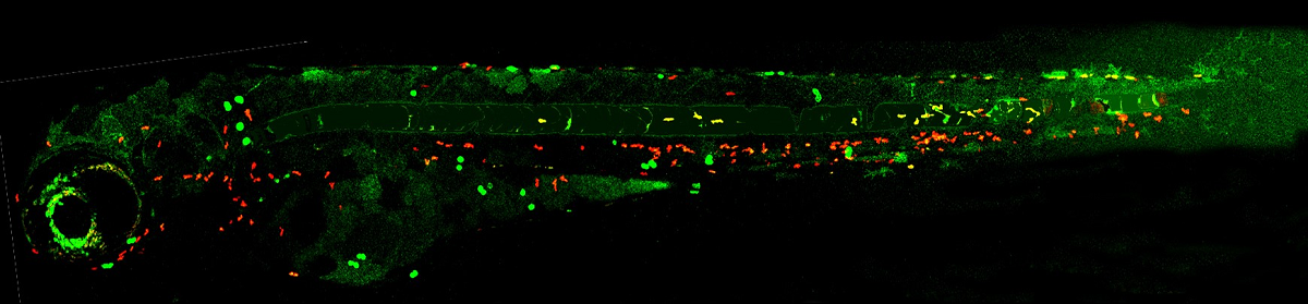 Image of a 4dpf zebrafish larva with green tumour cells and red neutrophils in the skin. 