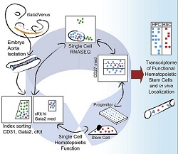 Iterative Single-Cell Analyses Define the Transcriptome of the First Functional Haematopoietic Stem Cells