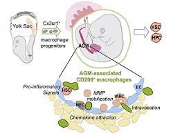 Pro-inflammatory aorta-associated macrophages are involved in embryonic development of haematopoietic stem cells