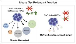 Unexpected redundancy of Gpr56 and Gpr97 during haematopoietic cell development and differentiation