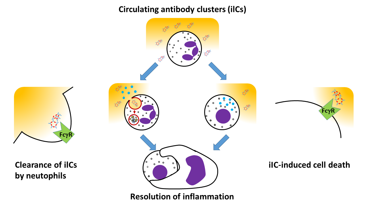 Graphic showing neutrophils eating antibody clusters and committing cell suicide, resulting in reduced inflammation.