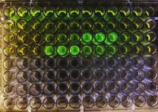 IBDSENSE plate assay. The technology generates bright fluorescence only when the biosamples from IBD patients are in contact wit