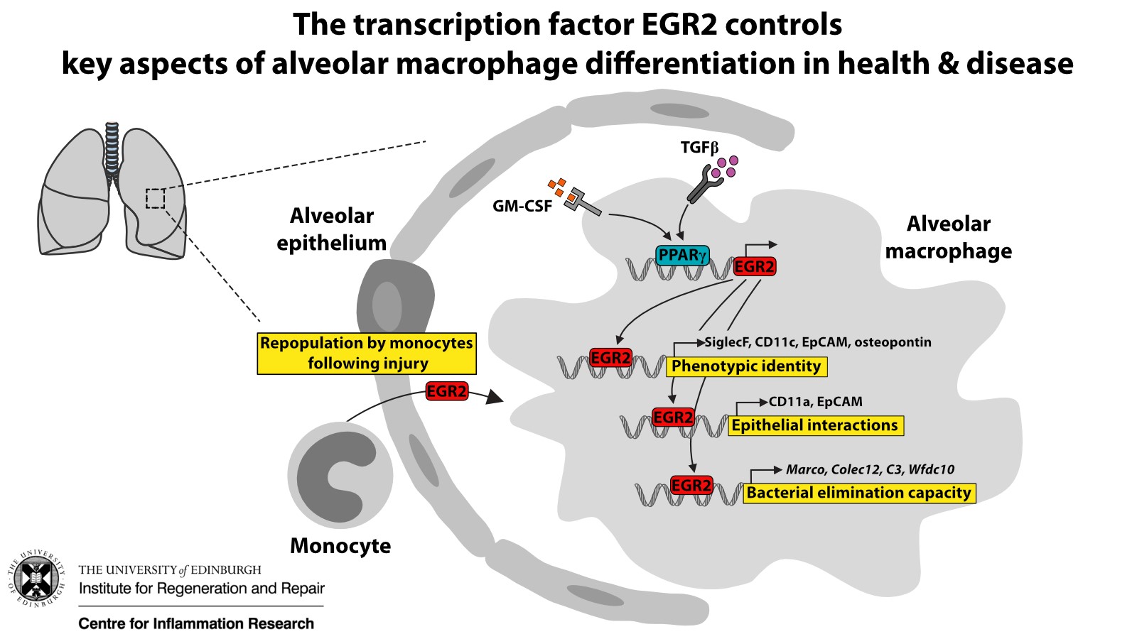 The transcription factor EGR2 controls key aspects of alveolar macrophage differentation in health and disease