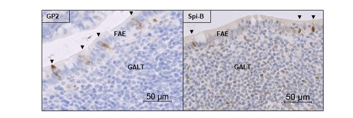 Image of micro-fold cells