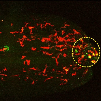 Microscopy images of living zebrafish show that the drug is preferentially released in cells found at the injury sites.