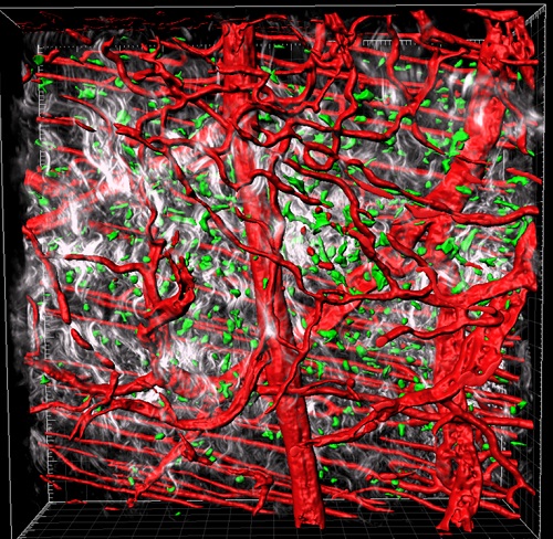 ​Multiphoton image of mouse skin with CD68+ macrophages (green), CD31+ blood vessels (red) and collagen (second harmonics; grey)