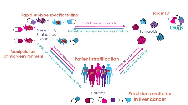 Overarching aim of GEMM models