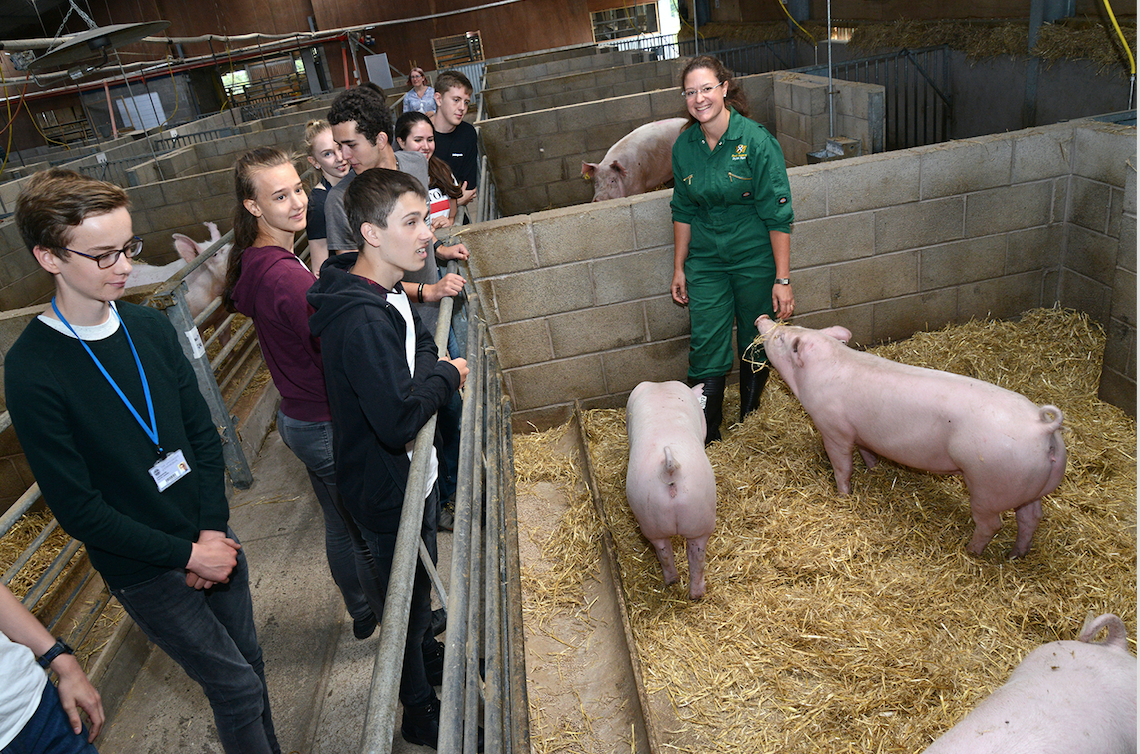 Pigs on Dryden Farm