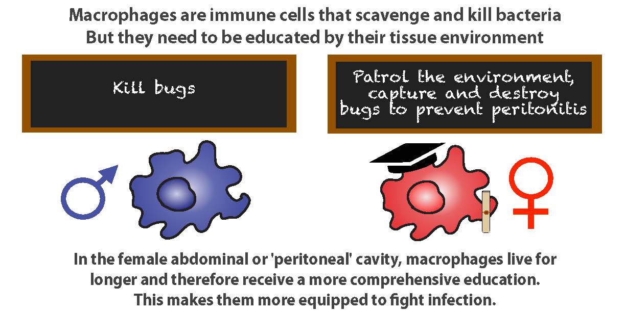 Cartoon: Macrophage in females receives more detailed education than in males, showing a blackboard and education certificate.